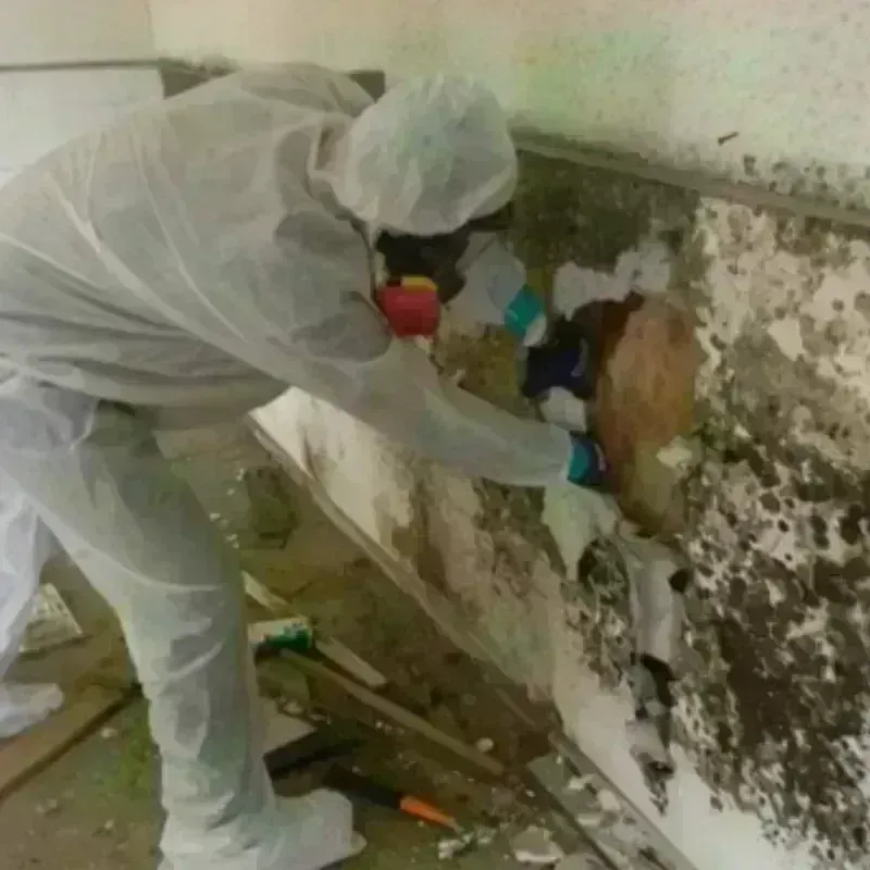 Mold Remediation and Removal in Clinton, ME